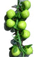 Synthetic Apple 19 Inch String  - 10